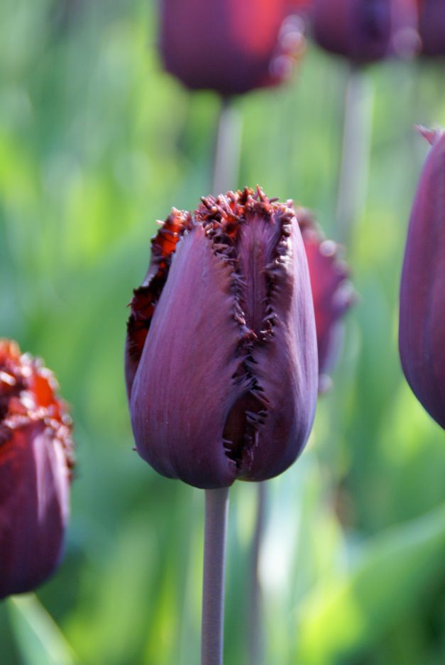 Tulp Black Jewel